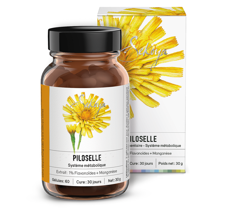 Piloselle